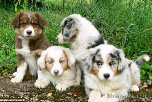 Magnifique chiots berger australien à donnerai