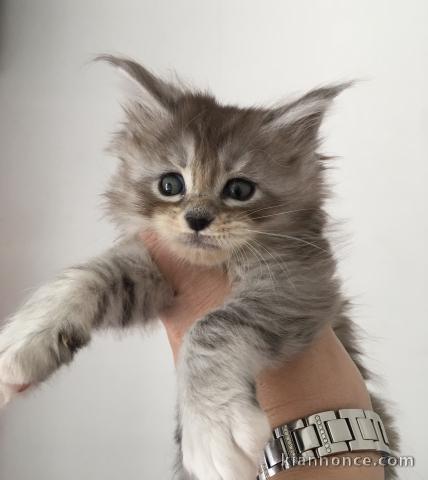 Chatons Maine Coon,âgés de trois mois