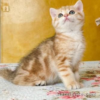 Jolis british shorthair pour vous