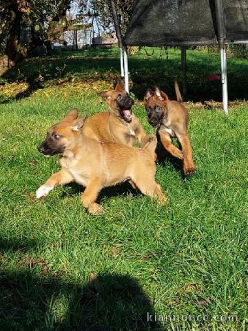 Magnifique chiots Chiots Berger Belge