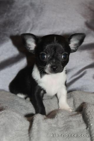 Magnifique chihuahua, tout de suite disponibles.