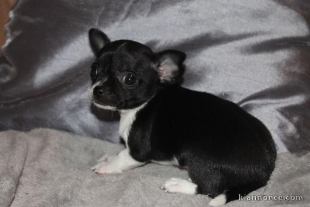 Magnifique chihuahua, tout de suite disponibles.