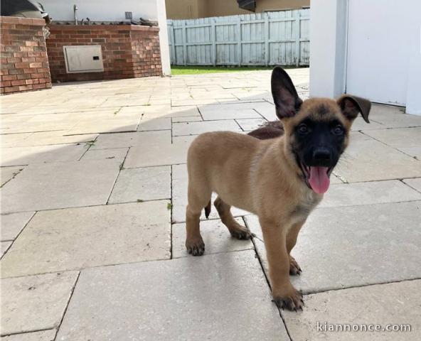 Magnifiques Chiots malinois à donner