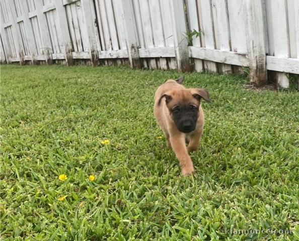 Magnifiques Chiots malinois à donner