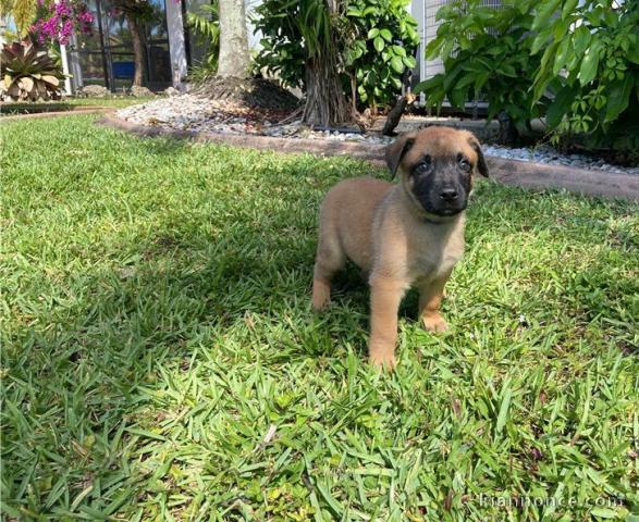 Chiots malinois à donner