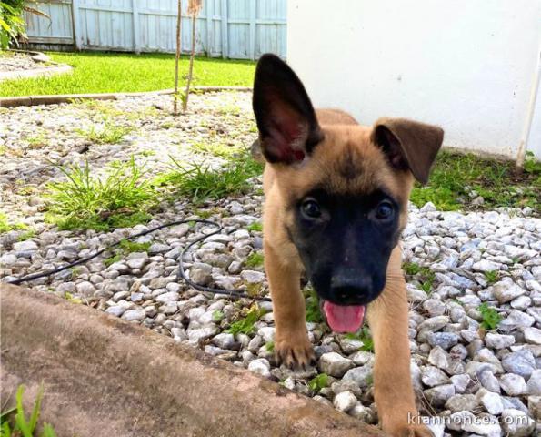 Chiots malinois à donner