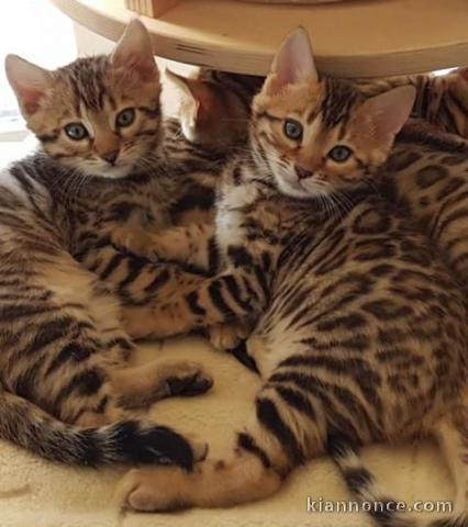 Don Splendide Chatons Bengal