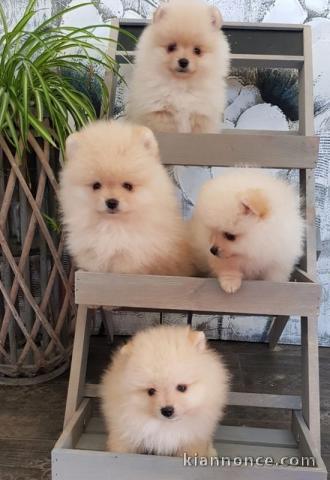 JE DONNE MES CHIOTS SPITZ NAIN