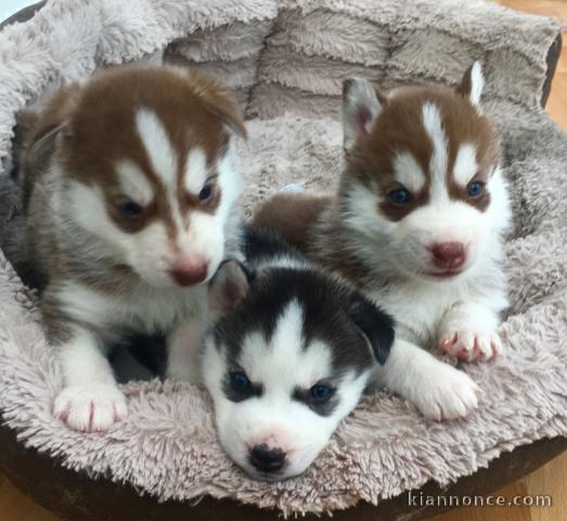 Porté de husky sibérien à donner contre bons soins