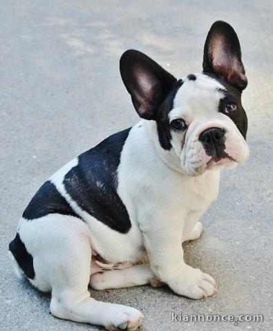 chiots bouledogue francais a donner contre bon soins 