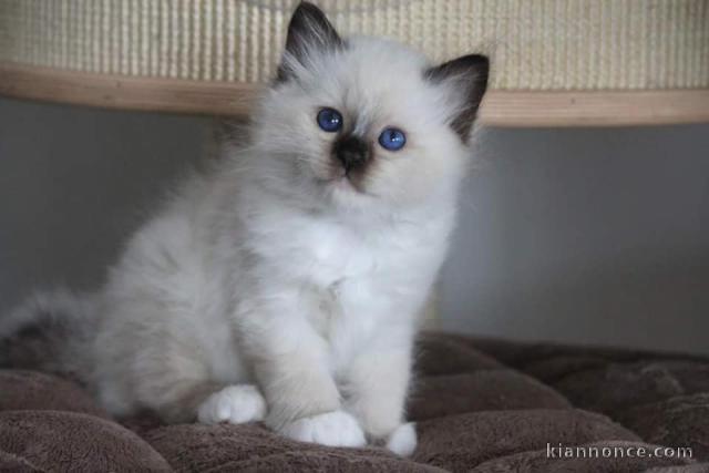 Magnifiques chatons sacre de Birmanie