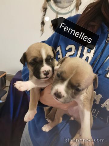 chiot American staffordshire terrier trois mois