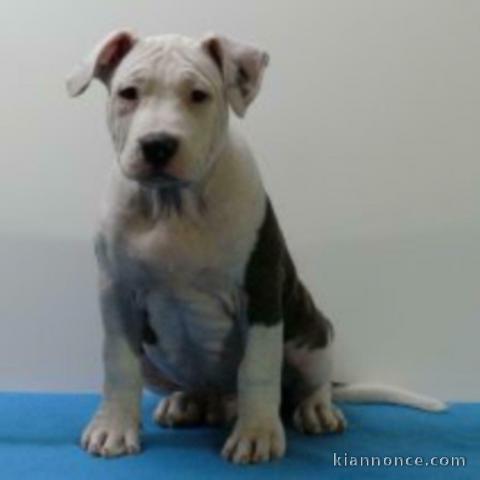 chiot American staffordshire terrier