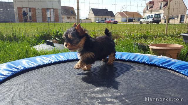 Jolie chiot yorkshire LOF