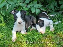 chiots americain stafforshire a donner conntre bons soins 