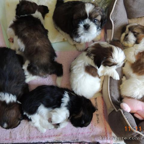 adorables et magnifiques porte de shih Tzu a donner rapidement 