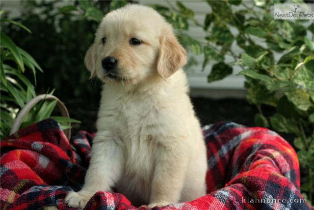 chiots type golden pour adoption