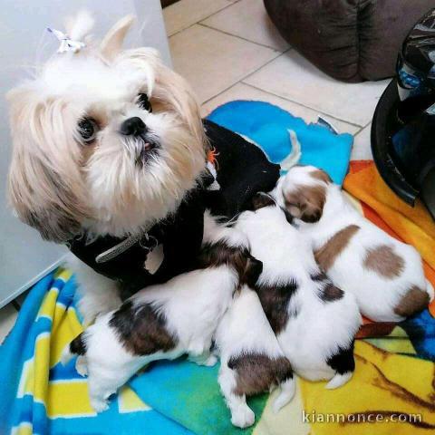 Chiots Shih Tzu disponibles