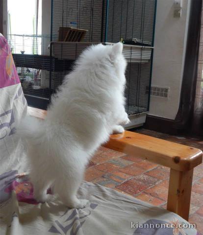 Magnifiques chiots Spitz nain