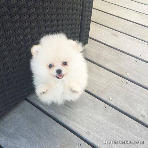 Adorable chiots Spitz nain 