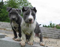 Chiot américain staffordshire terriers trois mois