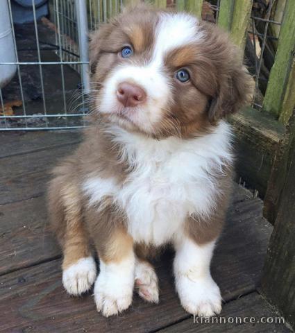 Chiots berger australien trois mois