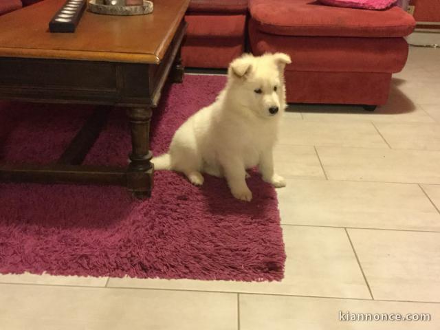 Chiots berger suisse trois mois