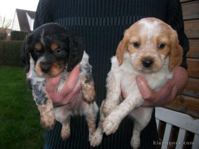 Chiot épagneul breton