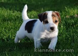 Chiot jack Russell trois mois