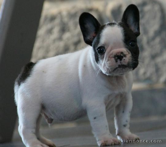 Je cèdes chiot Bouledogue Français mâle à une famille