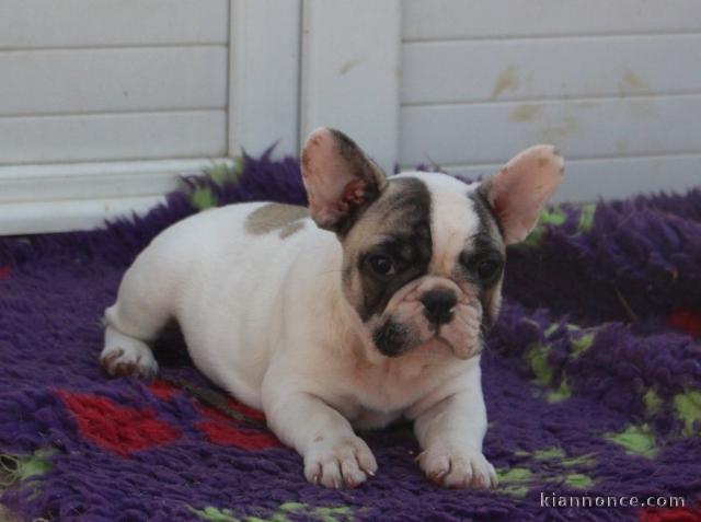 Je cèdes chiot Bouledogue Français mâle à une famille