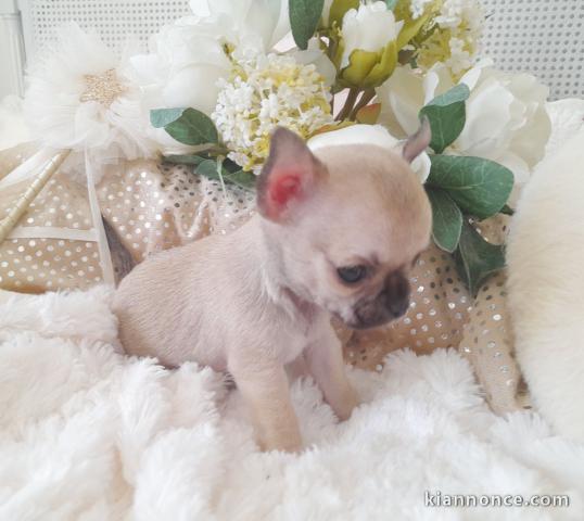 Mini chiot femelle type chihuahua à donner