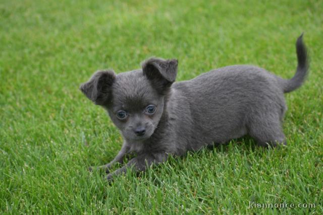 Jolis chiot bébés chihuahua