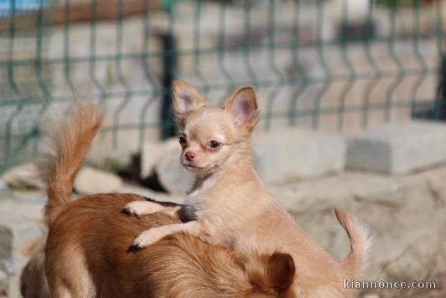 Jolis chiot bébés chihuahua