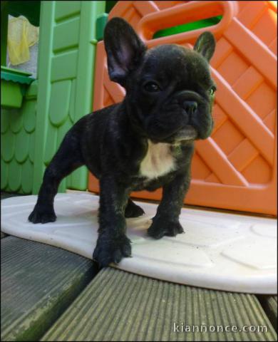 A donner chiot  Bouledogue français