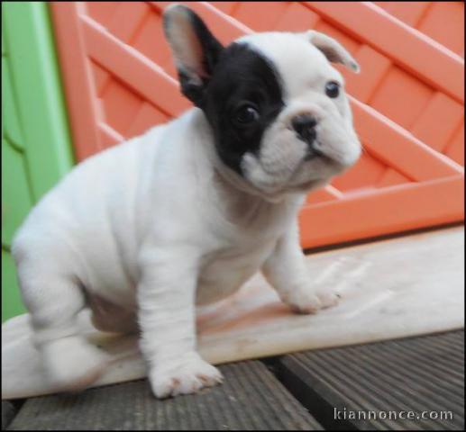 A donner chiot  Bouledogue français