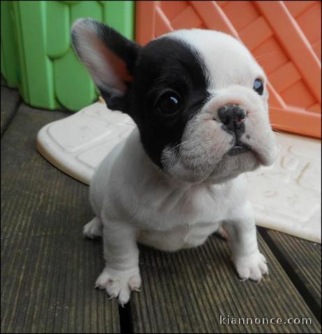 A donner chiot  Bouledogue français