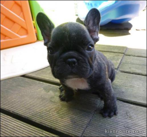 A donner chiot  Bouledogue français