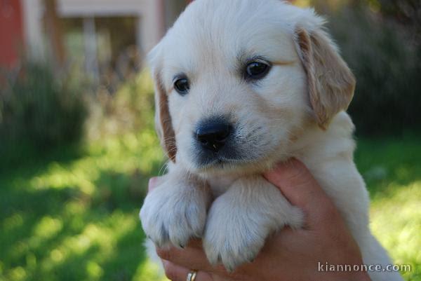 Chiot golden retriever trois mois