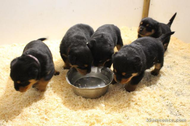 Chiots Rottweiler a Donner