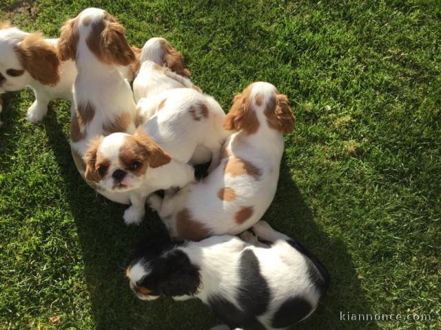 Chiots Cavalier King Charles Spaniel