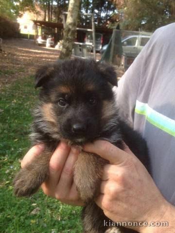 Chiots berger allemand trois mois