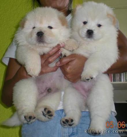 Chiots Chow Chow POUR COMPAGNIE