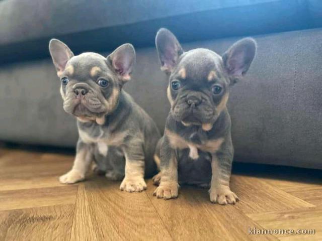 A donner chiot Bouledogue Français