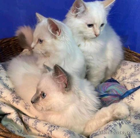 A donner chatons Ragdoll mâle et femelle