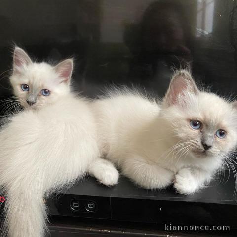 Chatons Birmanie mâle et femelle prêt