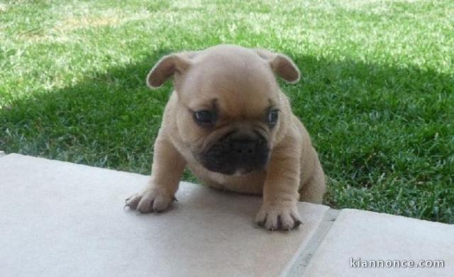 Chiots bouledogue français trois mois