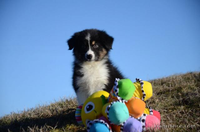 Chiot berger australien femelle non lof