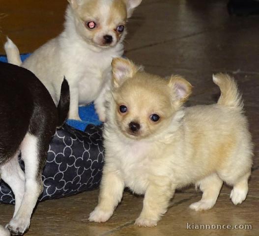 Chiot femelle type chihuahua poil long