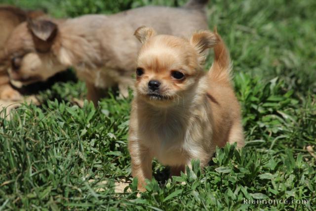 Chiot femelle type chihuahua poil long